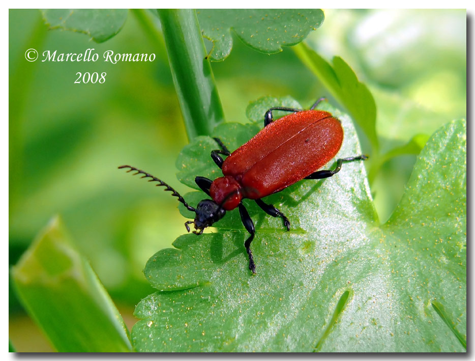 Pyrochroa serraticornis kiesenwetteri (Pyrochroidae)